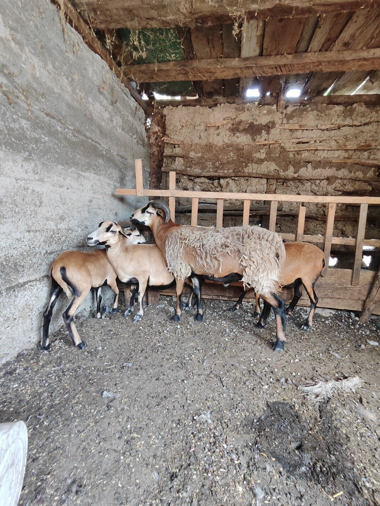 Berbec de Camerun