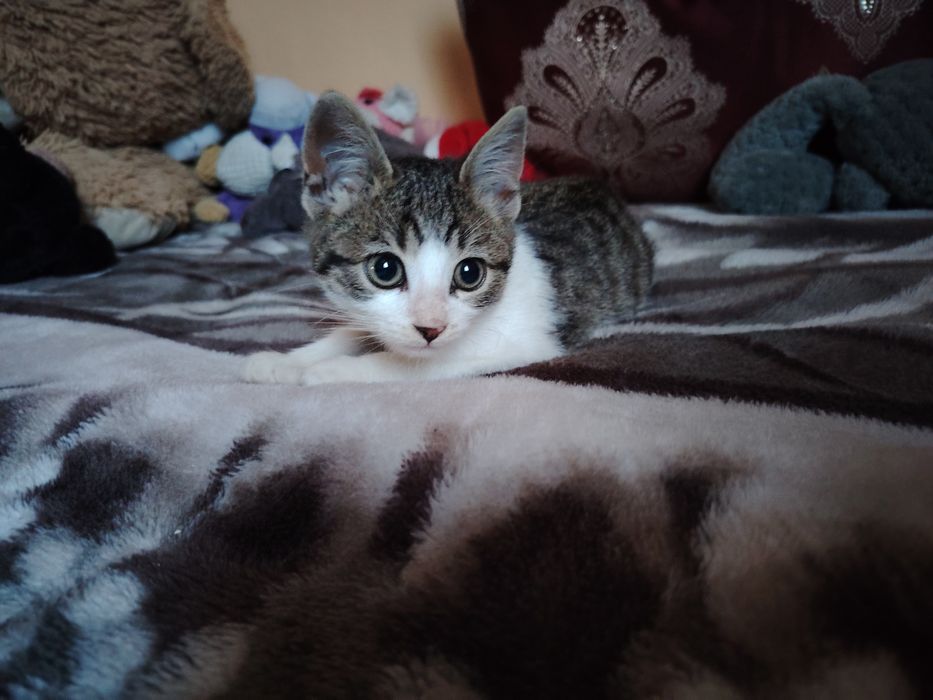 Donez 2 puiuți de pisică