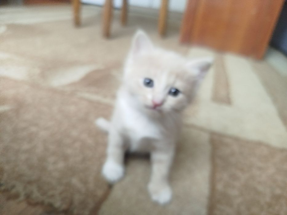 Катя а в хорошие руки