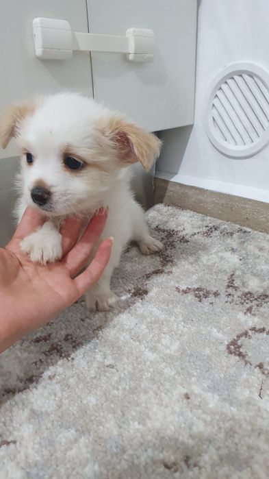 Bichonel maltez talie mica