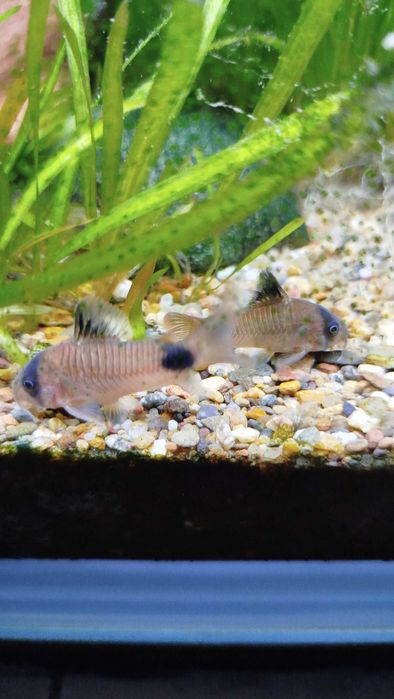 Сомик Коридорас Панда