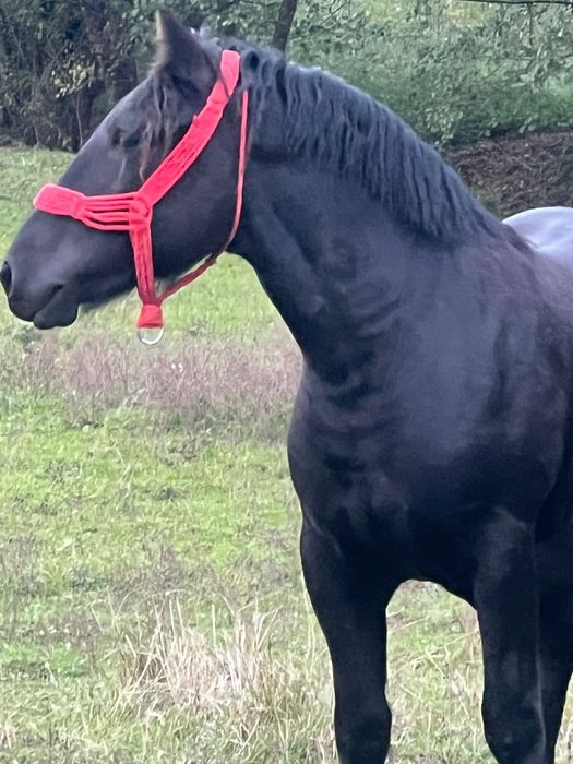 Vând manza neagra corb din linia Miutescu