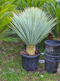 Yucca Plante Ornamentale