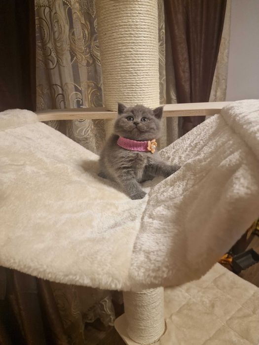 Fetiță british superbă