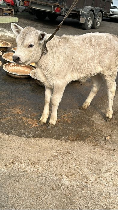 Теленок бычок алатау бузау