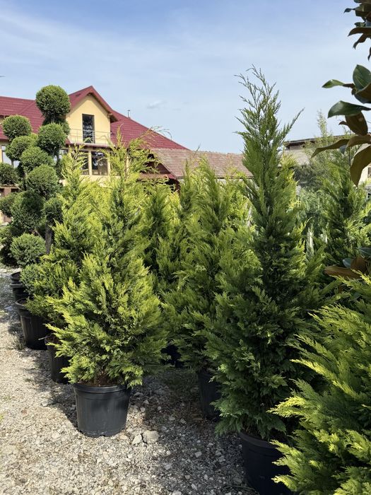 Ideal pentru formarea gardului viu leylandi/leylandi gold