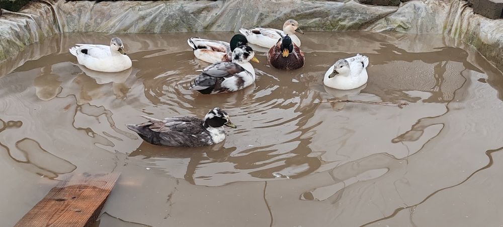 Rațe pitica olandeză pereche