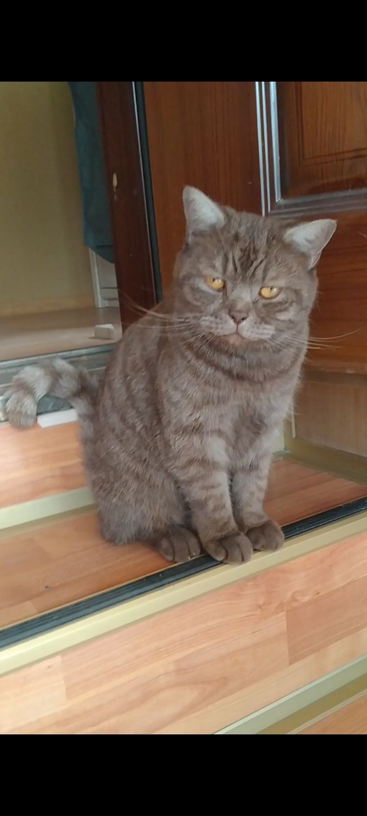 Британский котик