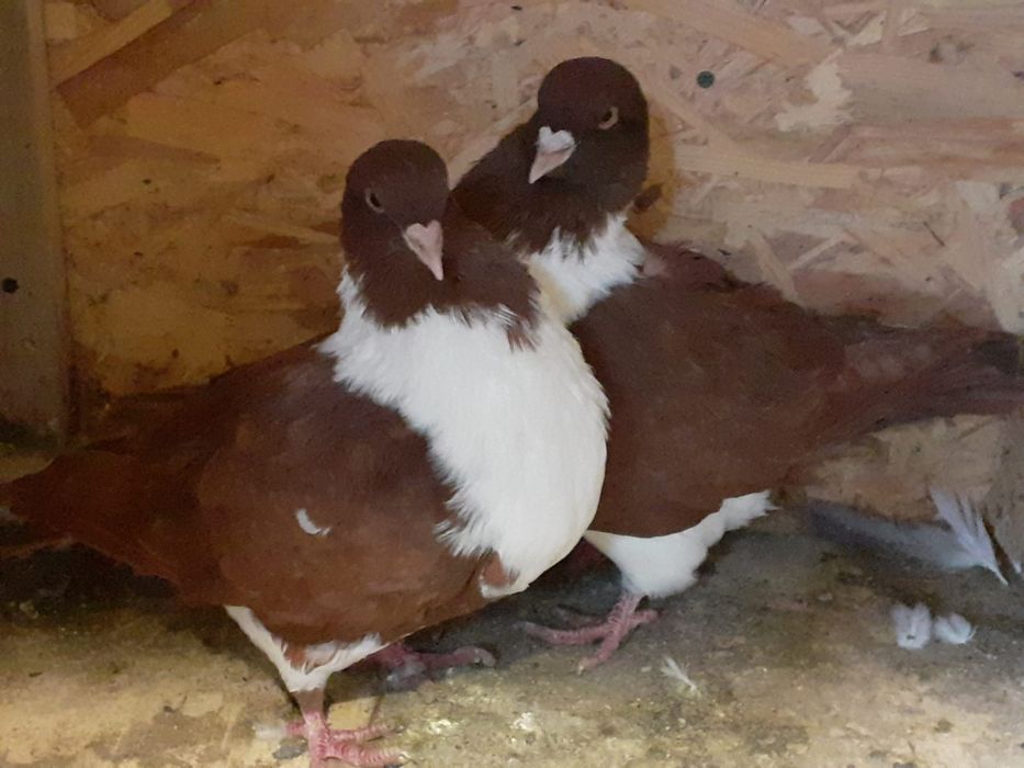 Vand porumbei, de rasa