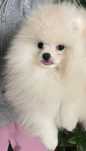 Pui Pomeranian femela