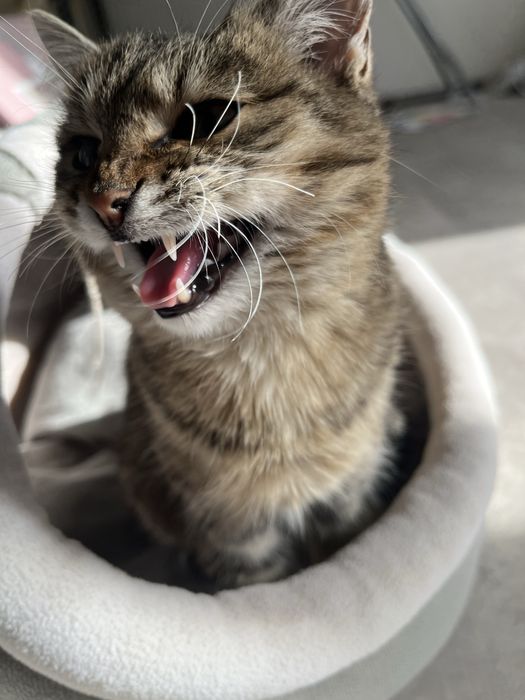 Ласковую девочку в добрые руки