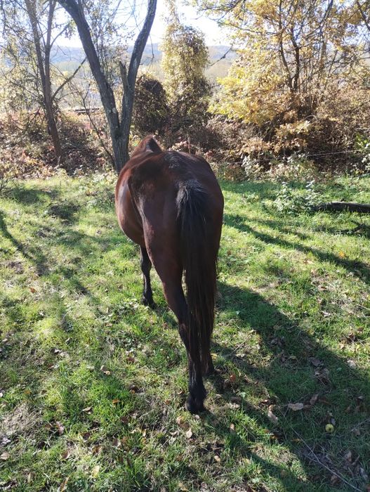 Vând o iapa și un mânz sau schimb cu tractor