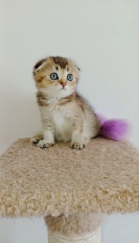 Скоттиш фолд девочка