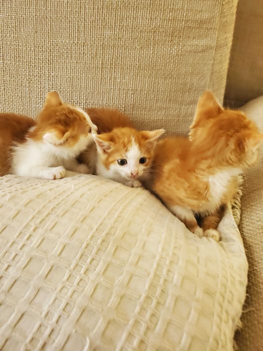 Три домашни червеникави котенца търсят дом