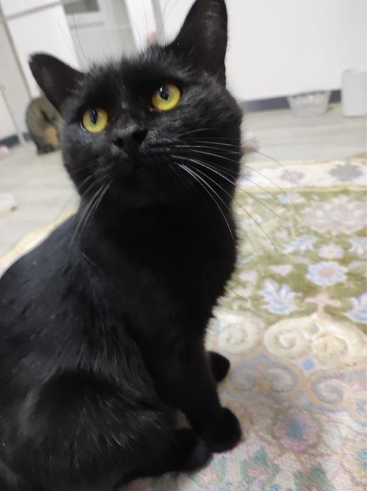 Кот Зевс в поиске дома