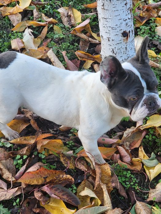 Френски булдог b/ue tan merle