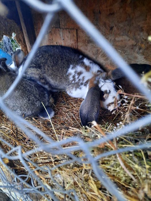 Vand   iepuri de rasa