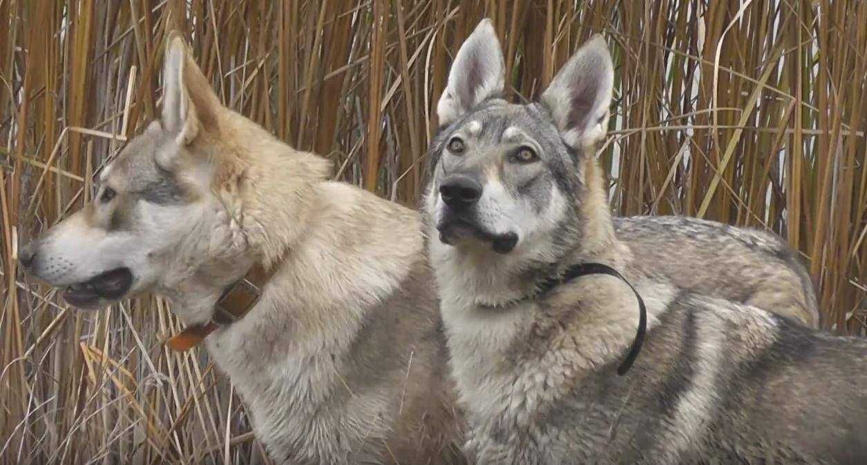Чехословашки вълчак - немска овчарка + вълк