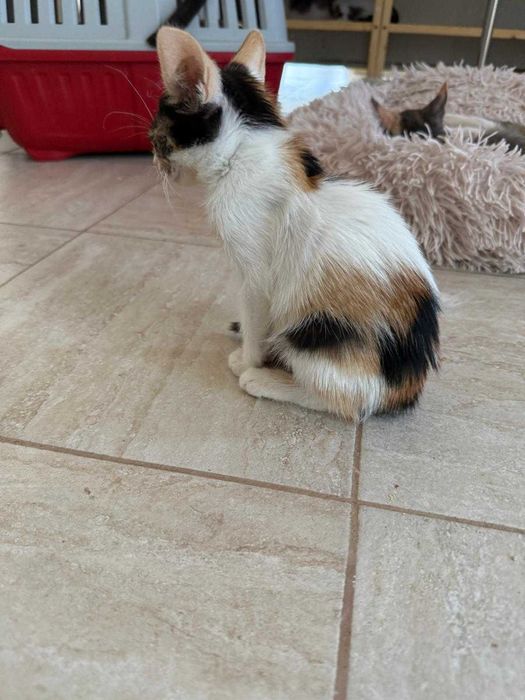 Adoptie pisicuta - ia ma acasa, te voi iubi neconditionat