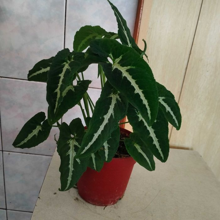 Сингониум Вэндланда