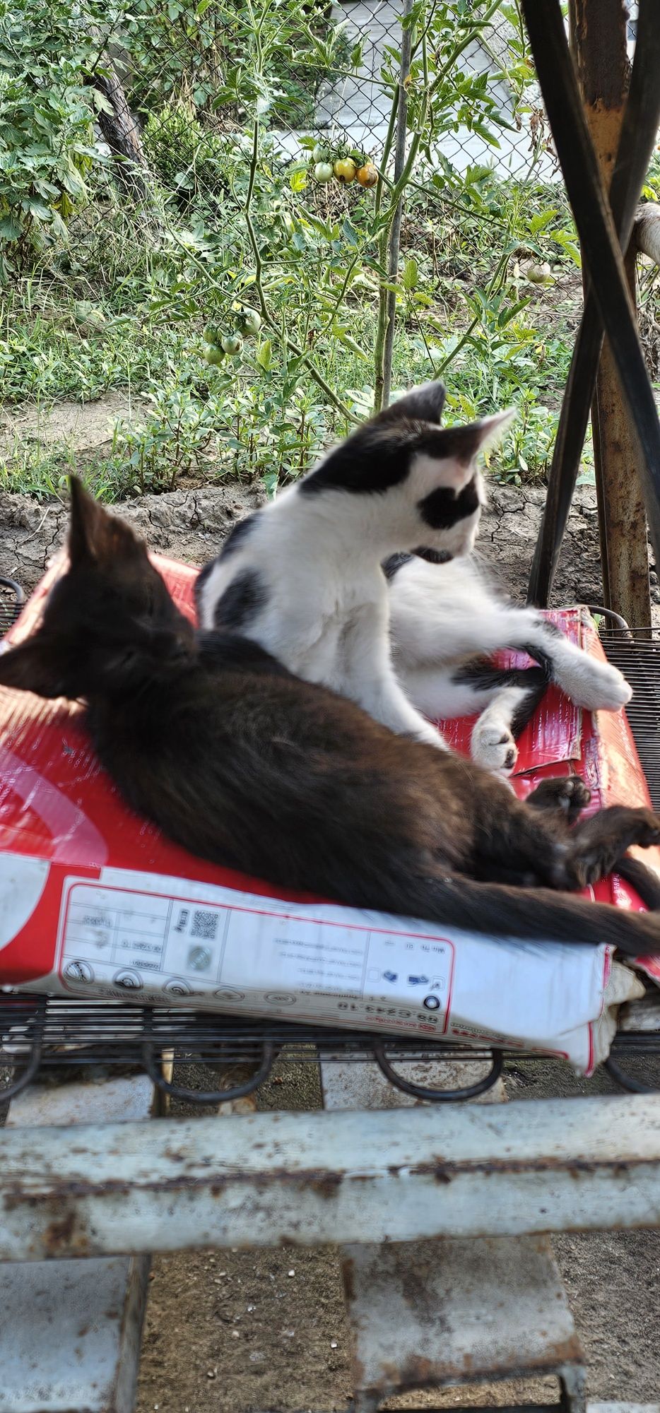 КОТЕНЦА чудесни малки.Да ви радват в трудни моменти.
