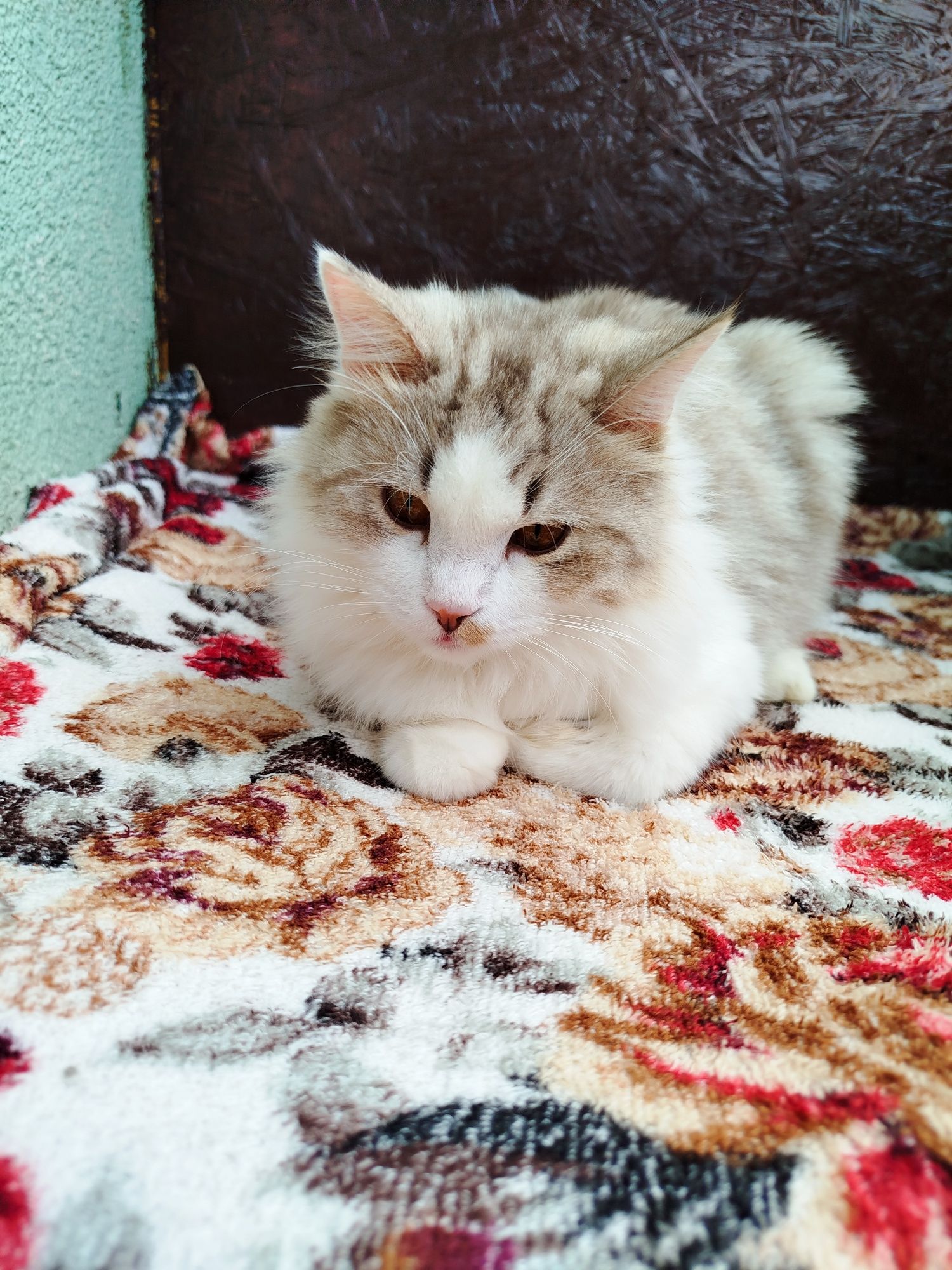 Маркиз ищет дом.