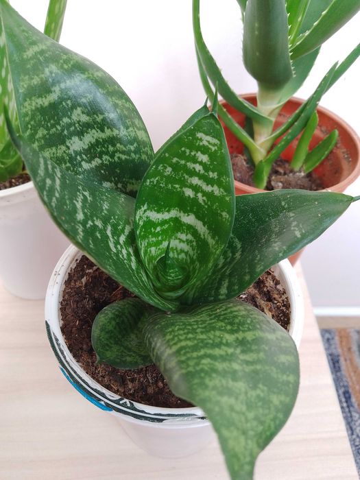 Цветя, алое, сансевиера