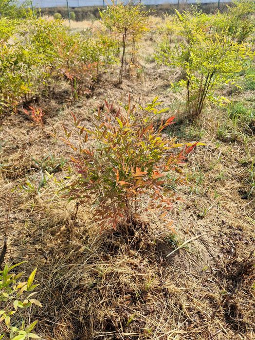 Нандина домашняя (лат. Nandina domestica Thunb)