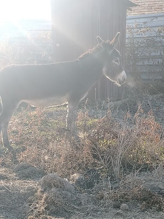 Ешак девочка хорошия