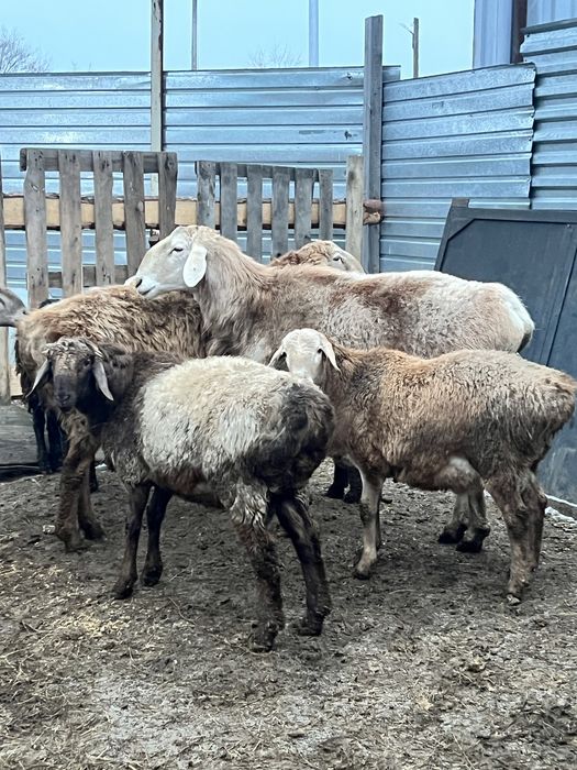 Бараны кошкары Гиссары , Арашан , Авганец ,