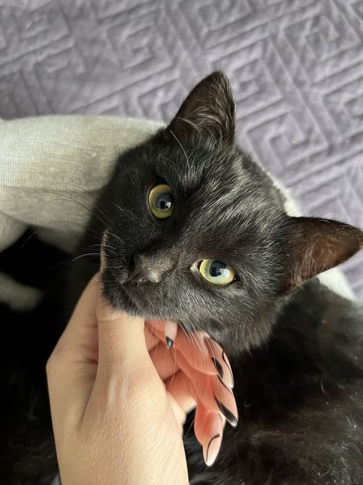 Ищем любящий дом котенку цыпленку