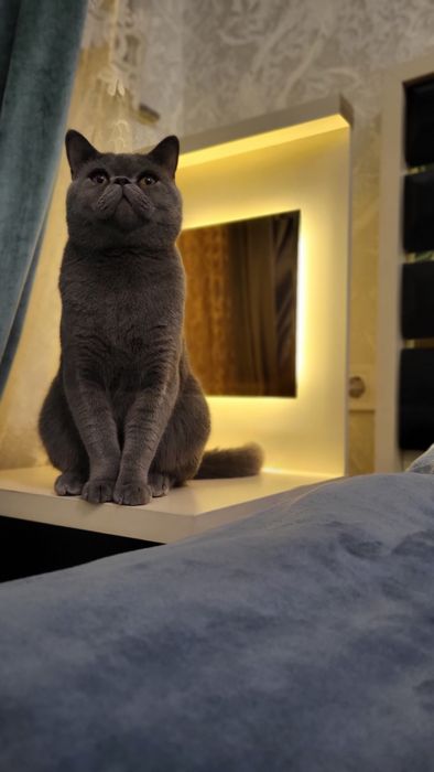 TEKIN vyazka britanskiy