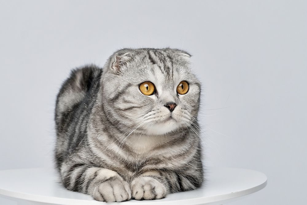 Продаётся шотландский вислоухий