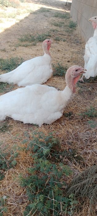 Big 6 kurka sotiladi