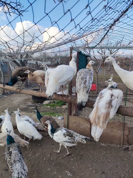 vand pauni maturi si pui