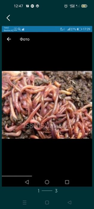 Черви Калифорнийские. Опарыш .  Режим работы пн-пт с 10.00 до 18.00.