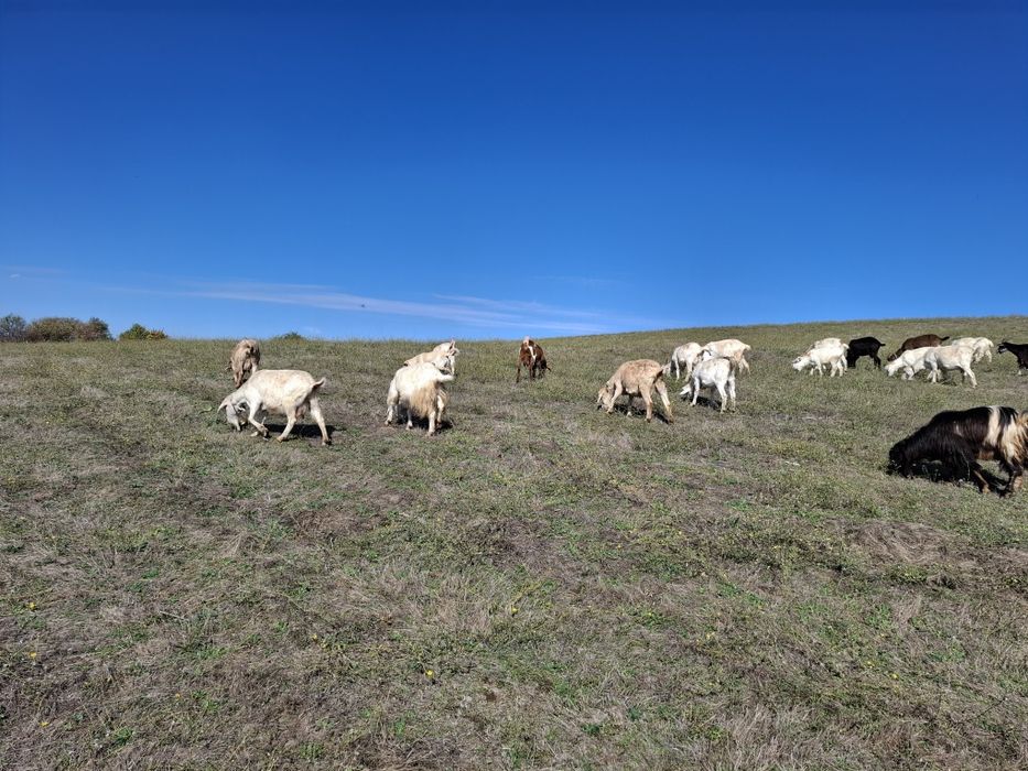 Ярета за клане и дамазлък