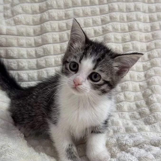 Котята черно-белые