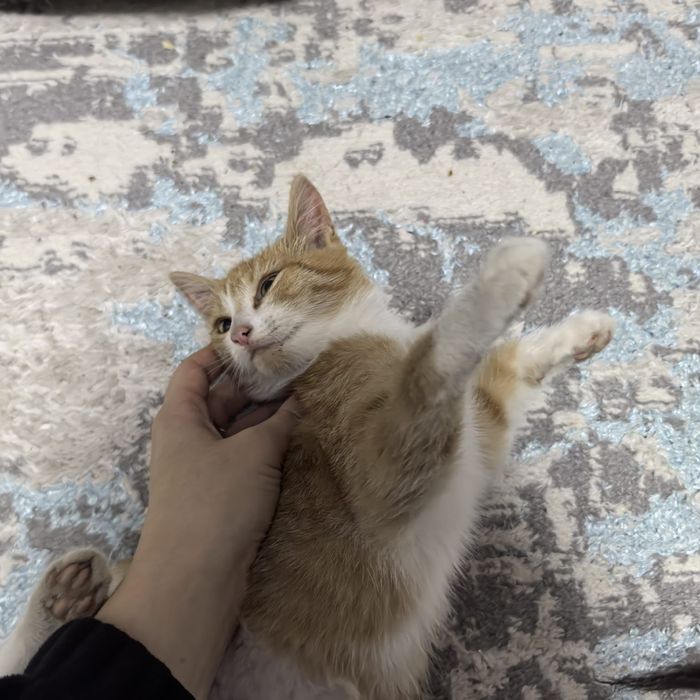 Отдадим котика в добрые руки