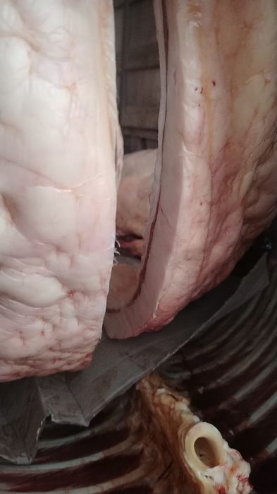 Мясо Конина Байтал