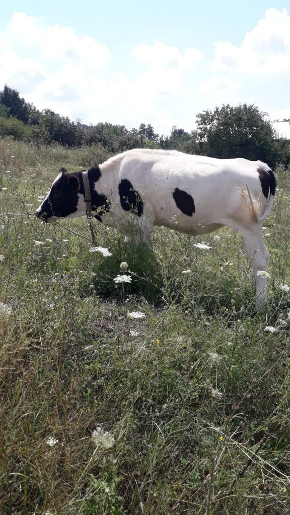 Junică holstein, 1 an și două luni