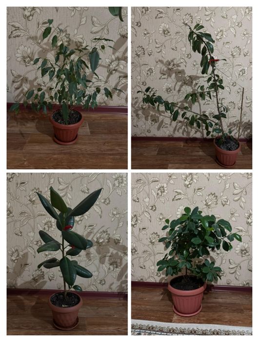 Комнатные растения