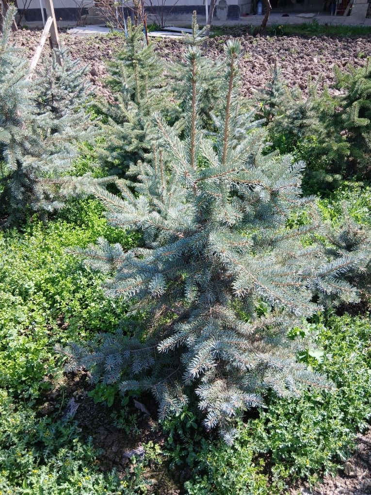 Archa (Голубой ел)