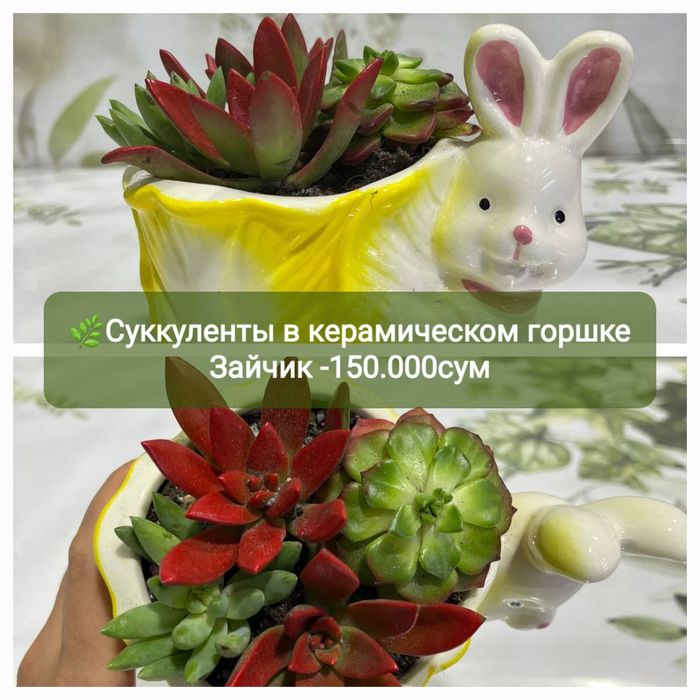 Суккуленты и литопсы