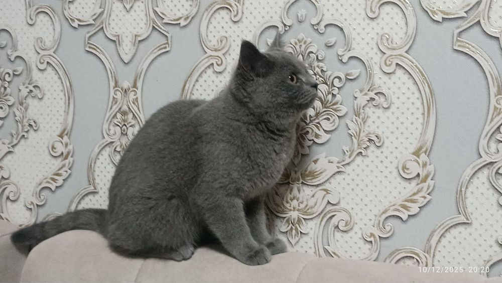 Mushuk sotiladi . Porodali skotish strayd. Narhi 100$. Ozgina kami bor