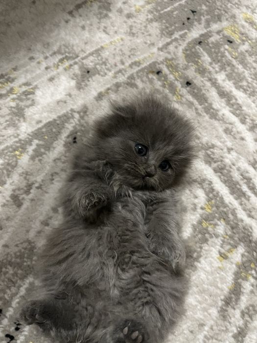 Вислоухий котёнок