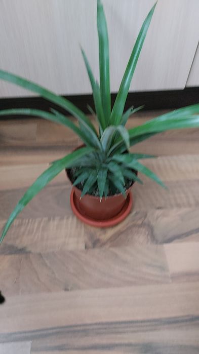 Продам комнатные цветы