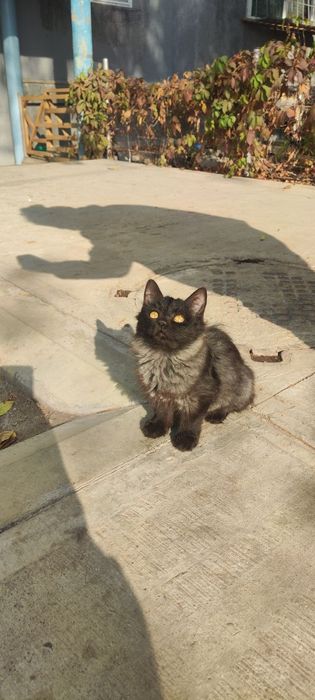 Отдам кота кошечку котенка в хорошие руки