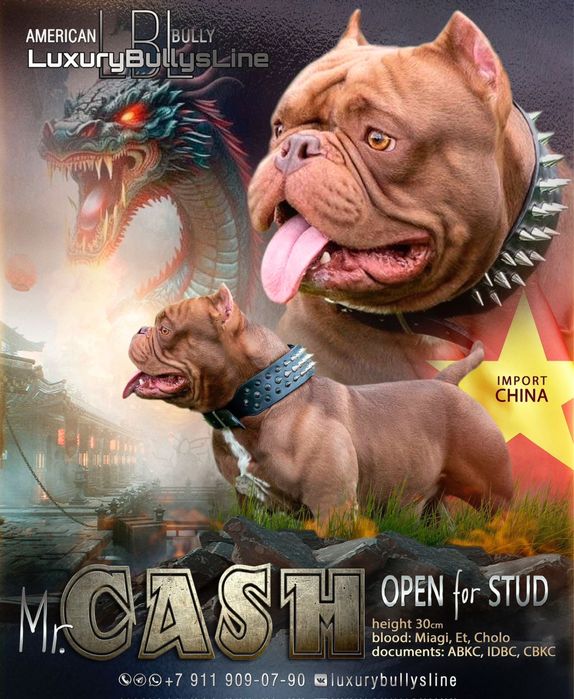 Американский булли щенки разных окрасов