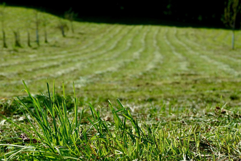 Косене и поддръжка на зелени площи